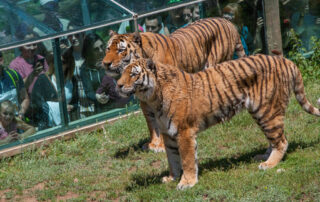 Safari de Peaugres